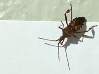 Punaise americaine du pin - Leptoglossus occidentalis (ph. Mrugala F.)(2)